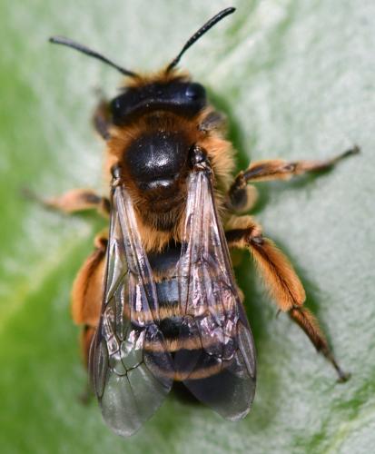 Andrena flavipes